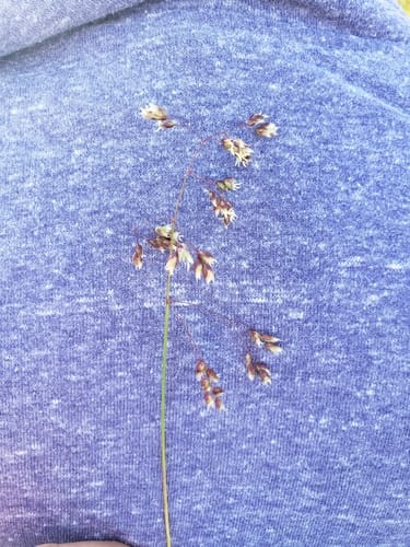 Hierochloe odorata