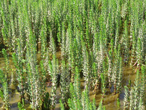 Hippuris tetraphylla