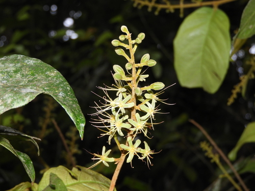Hirtella hebeclada