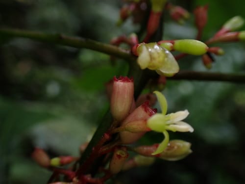 Hoffmannia obovata
