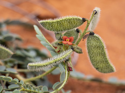 Hoffmannseggia burchellii