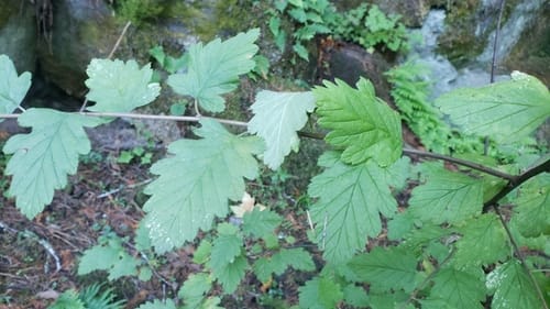 Holodiscus discolor