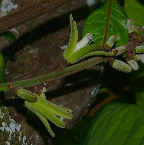 Homalolepis cedron
