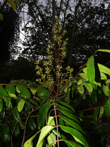 Homalolepis cedron