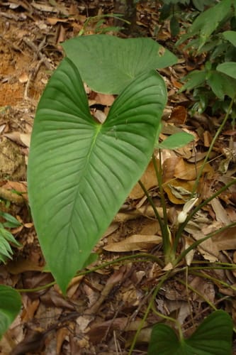 Homalomena rostrata