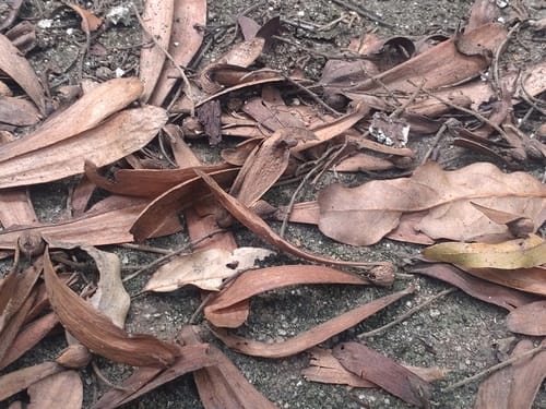 Hopea odorata