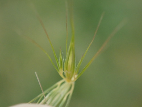 Hordeum secalinum