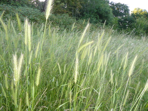 Hordeum secalinum
