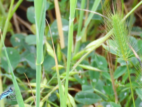Hordeum spontaneum