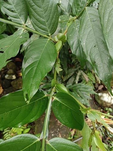 Humboldtia bourdillonii