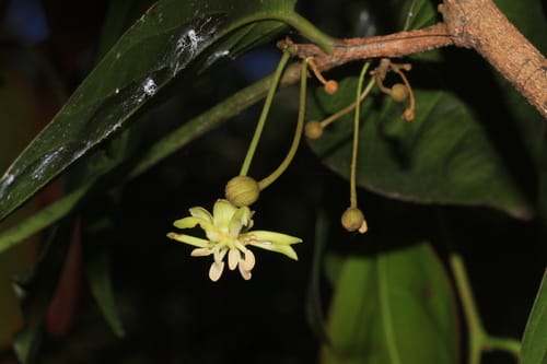 Hydnocarpus alpinus