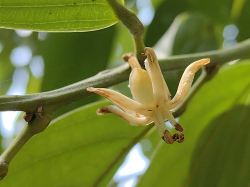 Hydnocarpus anthelminthicus