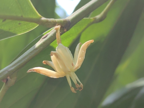 Hydnocarpus anthelminthicus