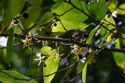 Hydnocarpus castaneus