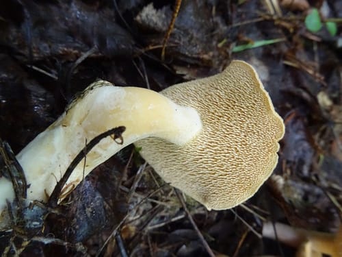 Hydnum rufescens