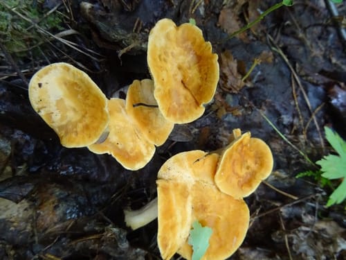 Hydnum rufescens