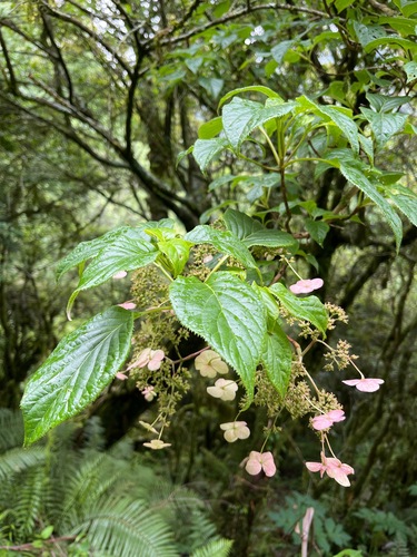 Hydrangea anomala subsp. petiolaris