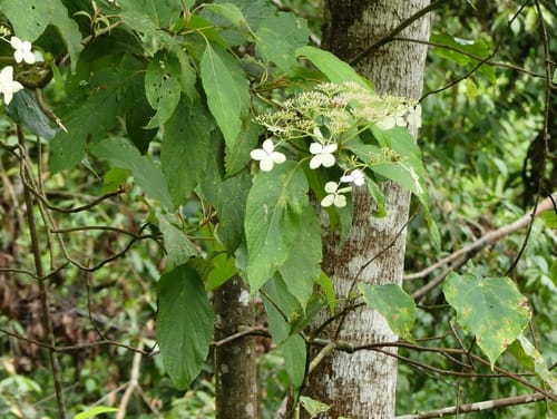 Hydrangea robusta
