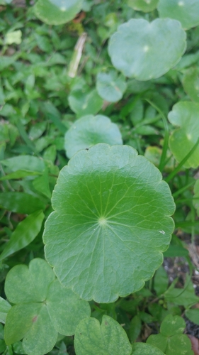 Hydrocotyle umbellata
