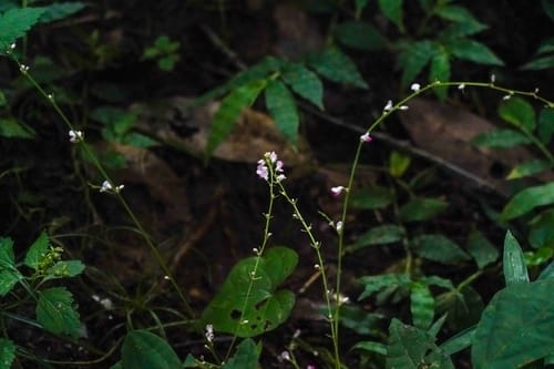 Hylodesmum podocarpum subsp. fallax