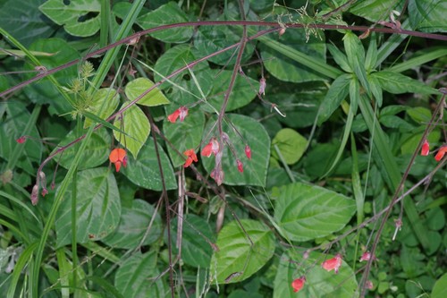 Hylodesmum repandum