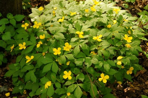 Hylomecon vernalis