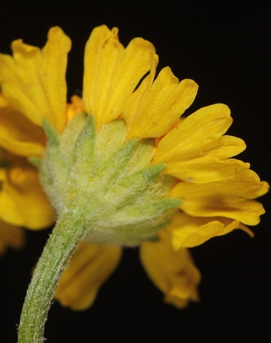 Hymenoxys odorata