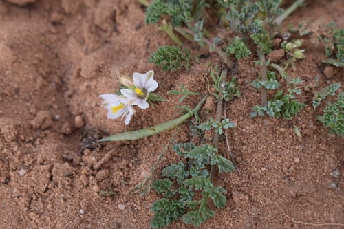 Hypecoum procumbens