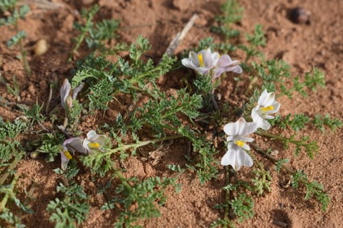 Hypecoum procumbens