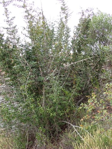Hyperacanthus amoenus