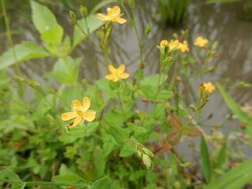 Hypericum japonicum