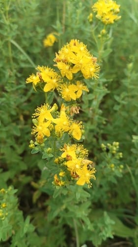 Hypericum maculatum