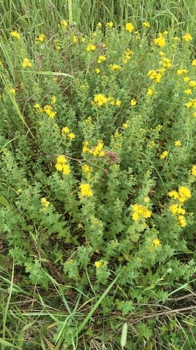 Hypericum maculatum