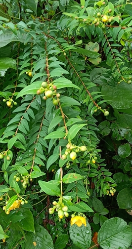Hypericum uralum