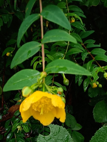 Hypericum uralum