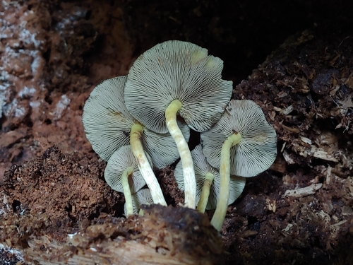 Hypholoma subviride