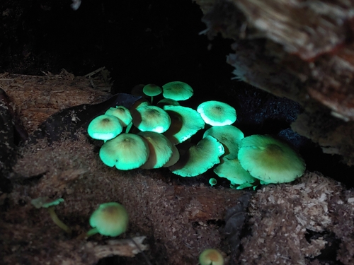 Hypholoma subviride