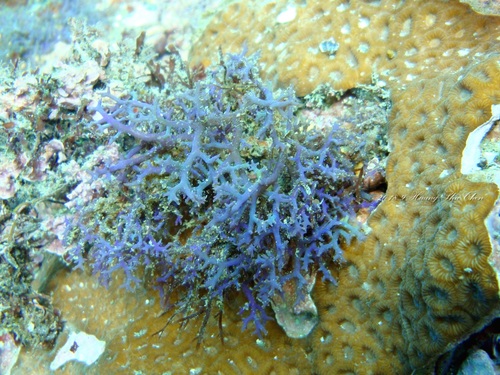 Hypneaceae
