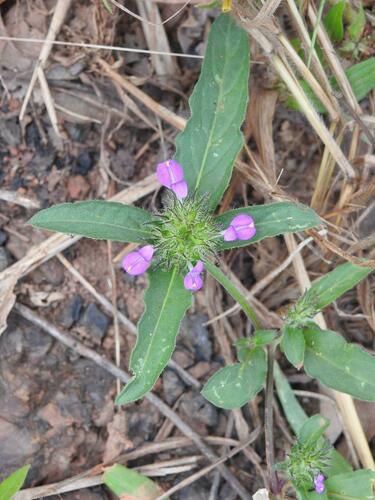 Hypoestes cancellata
