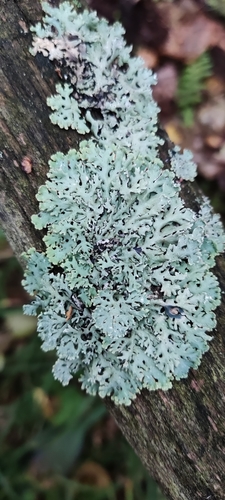 Hypogymnia physodes