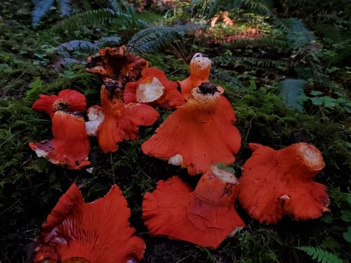 Hypomyces lactifluorum