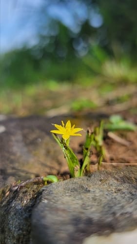 Hypoxis aurea