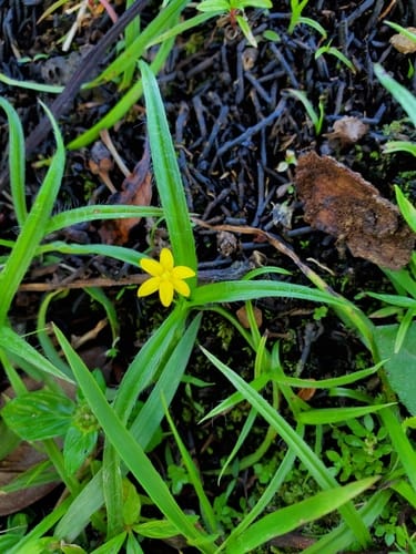 Hypoxis decumbens
