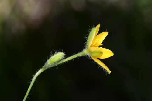 Hypoxis hirsuta
