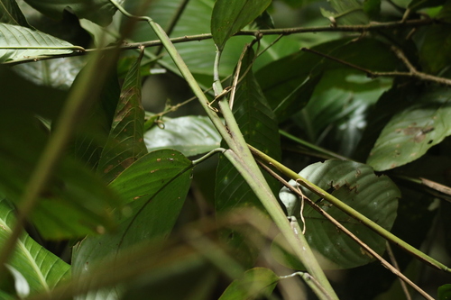 Hypselodelphys scandens
