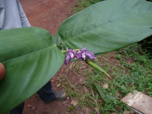 Hypselodelphys violacea