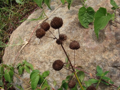 Hyptis capitata