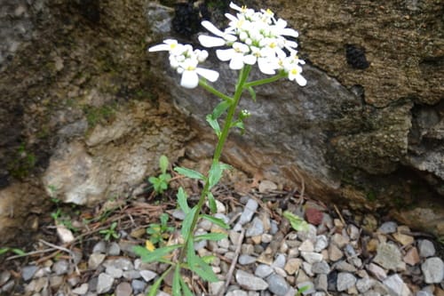 Iberis amara