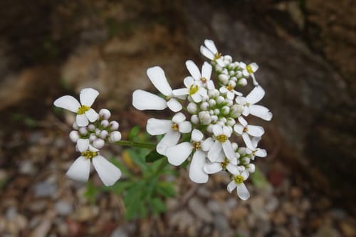 Iberis amara