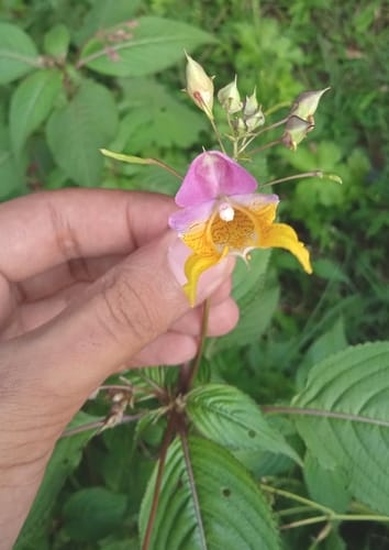 Impatiens bicolor